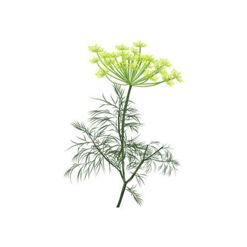 Aceite esencial Eneldo 10ml