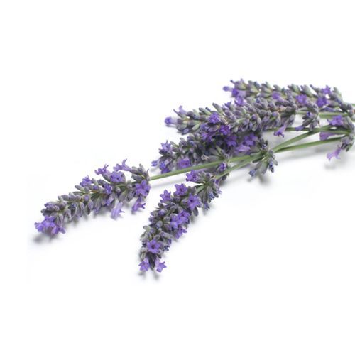 Aceite esencial Lavanda Vera Bio 10ml