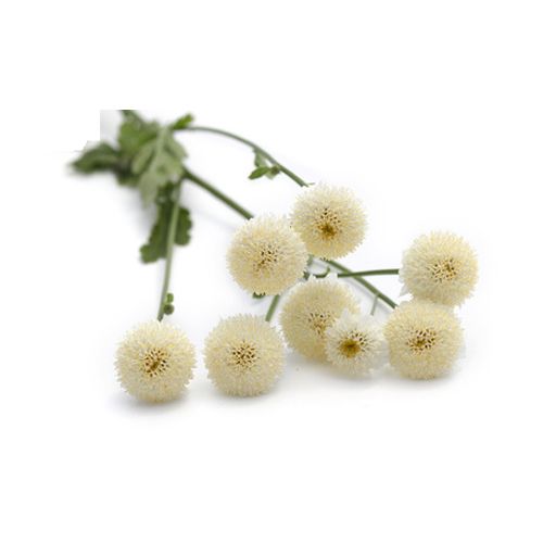Aceite esencial de Manzanilla romana Bio 5ml