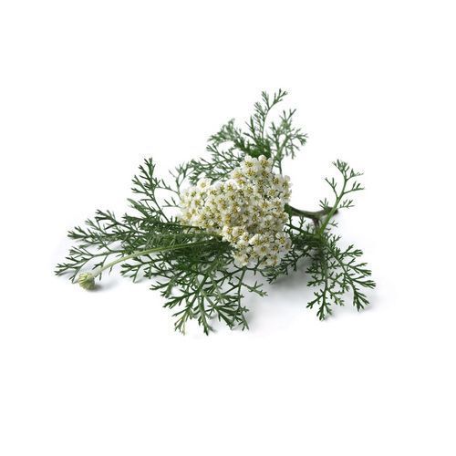 Aceite esencial de Milenrama 5ml