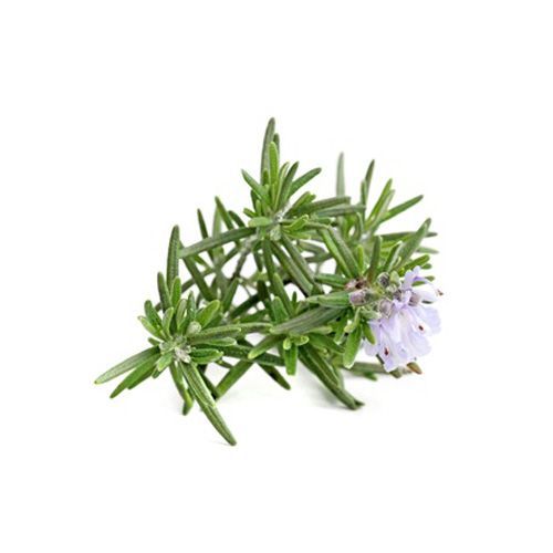 Aceite esencial de Romero qt verbenona BIO 5ml