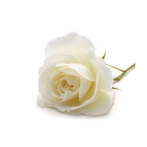 Hidrolato de Rosa blanca
