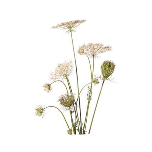 Aceite esencial de Zanahoria cultivada BiO 5ml