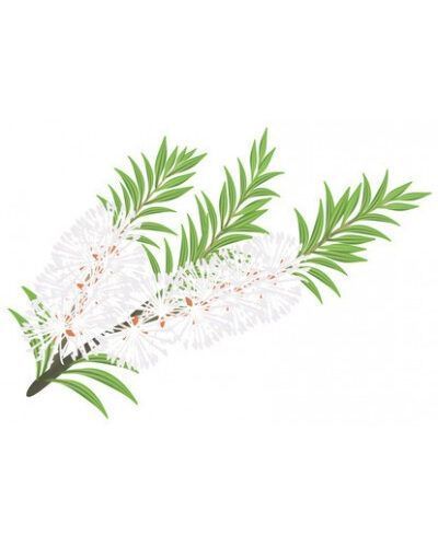 Aceite esencial de Árbol de te BiO
