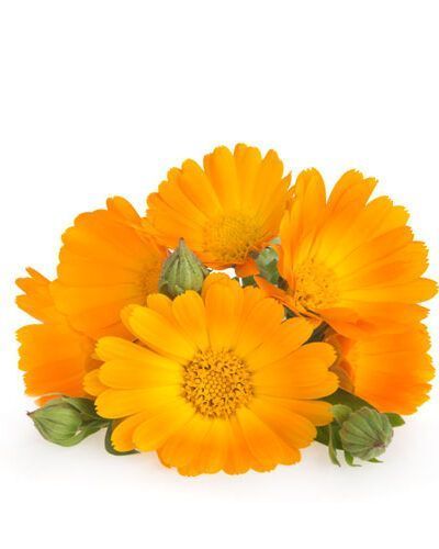 Aceite (macerado) de Caléndula Bio 100ml