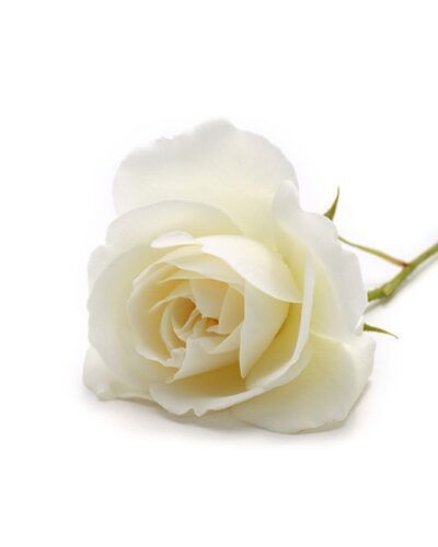 Aceite esencial de Rosa alba