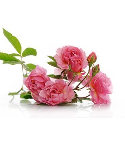 Aceite esencial Rosa Damascena Bio