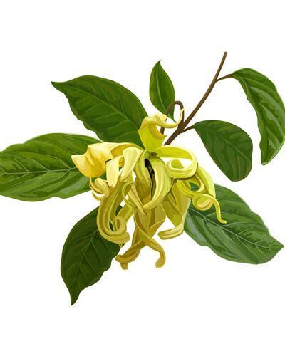 Aceite esencial de Ylang-Ylang completo BIO 5ML