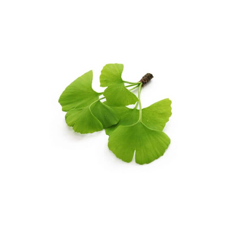 Ginkgo biloba BIO – Macerado concentrado de yemas frescas - 30ml - Imagen 2