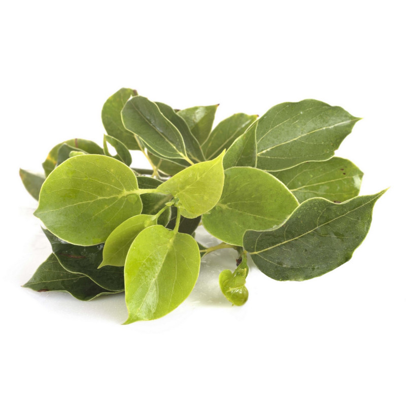 Aceite esencial de Ravintsara BIO – Cinnamomum camphora - Imagen 2